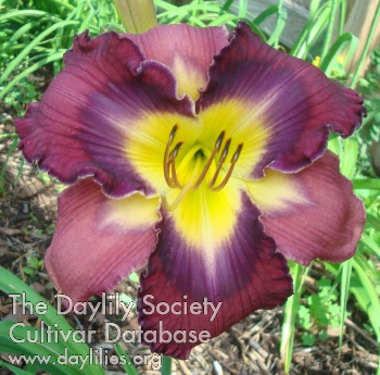 Daylily Blessed and Highly Favored
